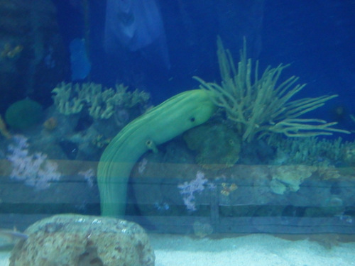 L'Oceanogr&agrave;fic Center.